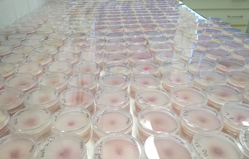 Fusarium izolátumok laboratóriumban