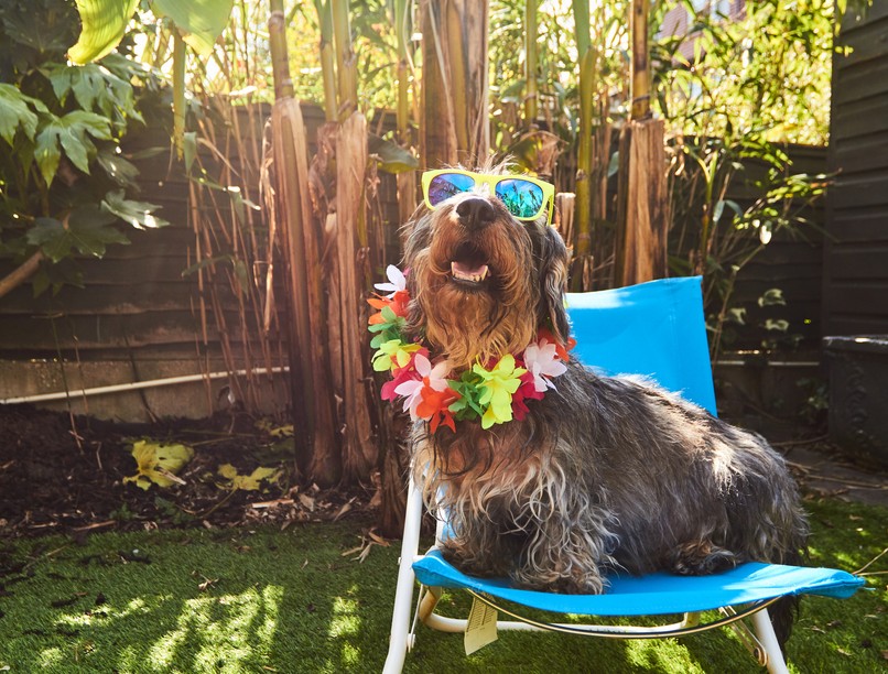 hőség, nyár, kánikula