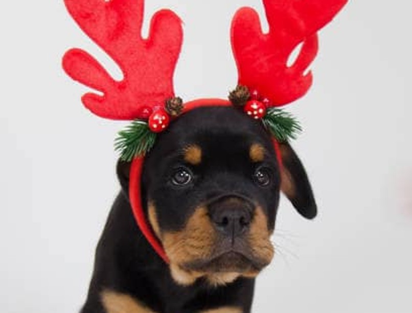 kutya, karácsony, mentők, sürgősségi