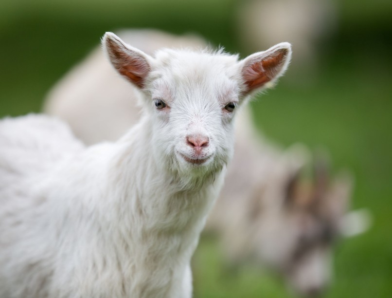 orvos válaszol tetanusz oltás harapás kecske