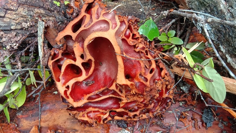 Rák korai felismerése: egy elsőre furcsának tűnő módszerrel szűrték ki a daganatot