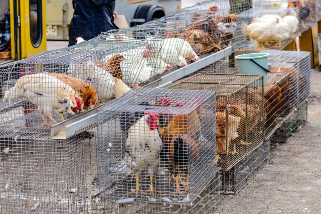 H3N8 madárinfluenza: a világon először fertőzött meg embert Kínában, ezek a tünetei