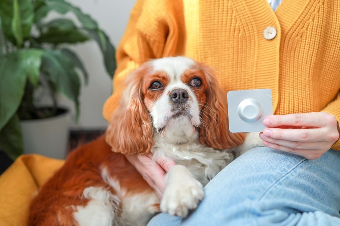 Milyen gyakran kell féreghajtót adni a kutyáknak? című cikk nyitóképe