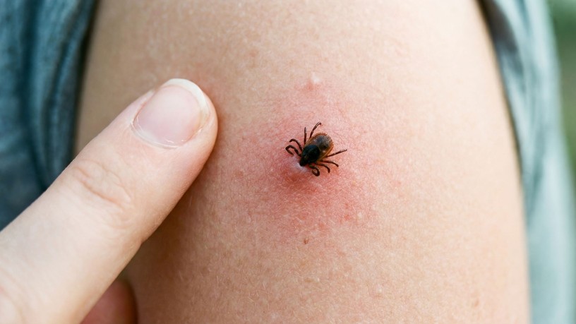 lyme-kór kullancs mennyi idő fertőz