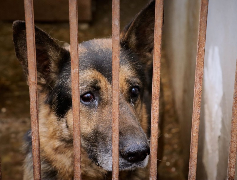 Ivartalanítási program támogatás kóbor állat menhely