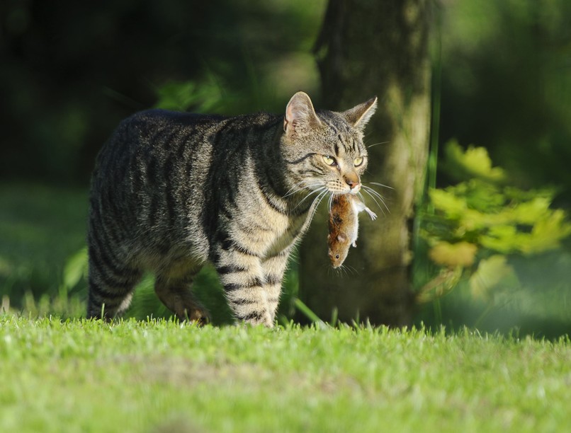 Miért hoznak haza élő egereket macskák