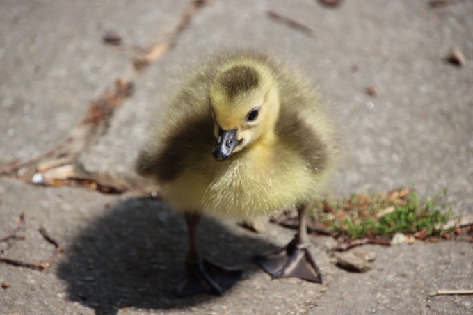 Nem akárki jelent meg panaszaival a mentőállomáson - őt sem hagyták magára című cikk nyitóképe