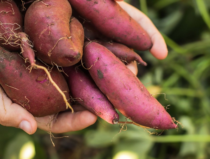 édesburgonya így fogyassza cukorbetegség inzulinrezisztencia