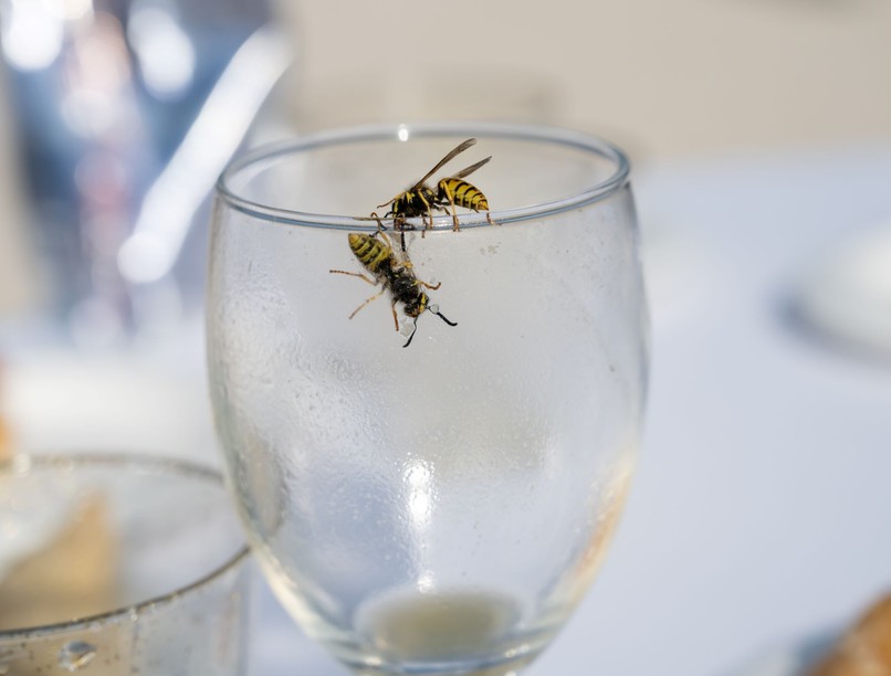 nyár végén miért több a darázscsípés