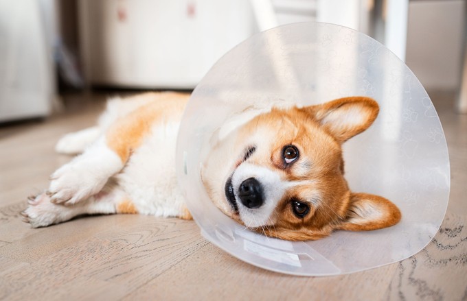 Ezekre figyeljen nőstény kutyája ivartalanítása után című cikk nyitóképe