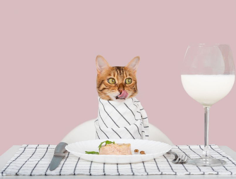 macska táplálkozás kisállatok egészsége állatorvos