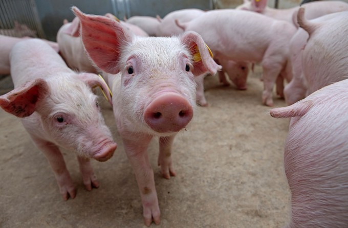 A Nébih megerősítette: Aujeszky-betegség ütötte fel a fejét több somogyi sertésállományban című cikk nyitóképe