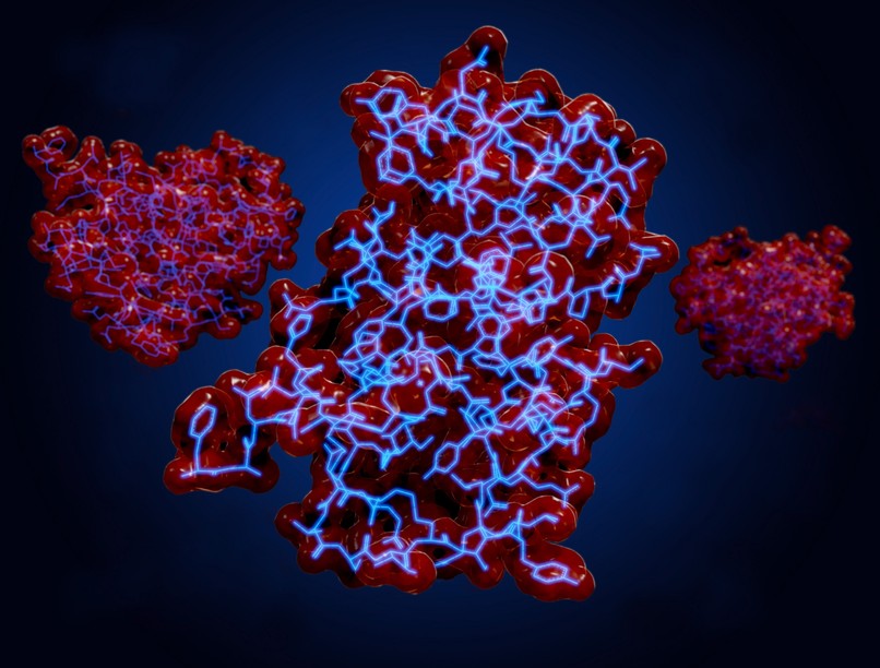 betegségek, kóros állapotok, túlélési esély