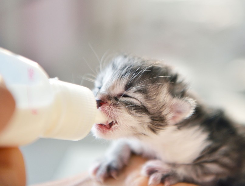 újszülött kiscica gondozása