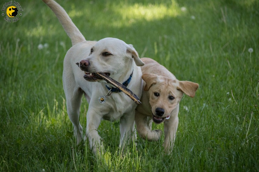Ilyen egy boldog vakvezető tanuló gyerekkora