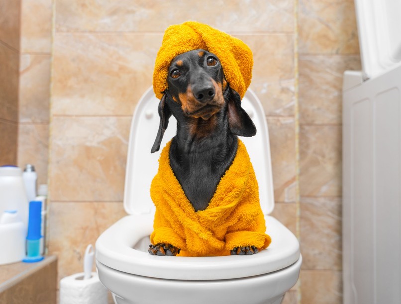 kutya macska ürülék vécé Toxocara