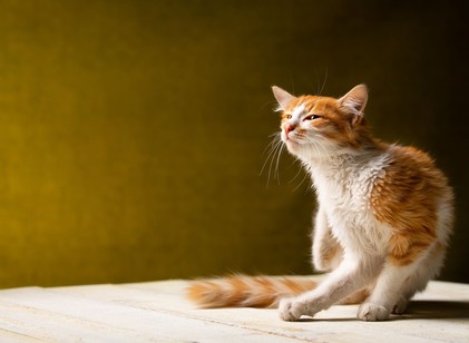 Vajon el lehet kapni a rühességet a macskáktól? című cikk nyitóképe