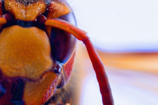 Lenyelt egy darazsat, azóta levegővétel nélkül káromkodik, mi a baja? Vakcinainfó - Az orvos válaszol