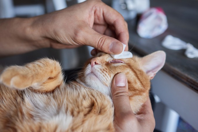 Ránézésre is tudhatja fertőz-e még a herpesz: ennyi ideig marad életben a vírus egy macska nyálában című cikk nyitóképe