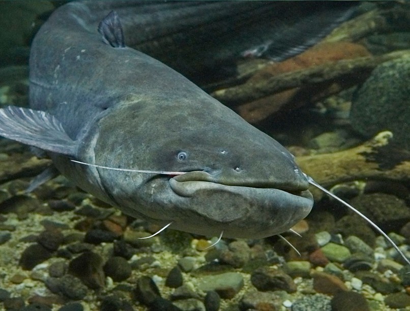 fertőző rák állat ember veszély