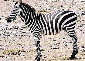 Fontos lehet: kihalás fenyegeti a nagytestű növényevőket?