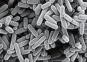 Csecsemőkori táplálkozás - és az immunrendszer fejlődése