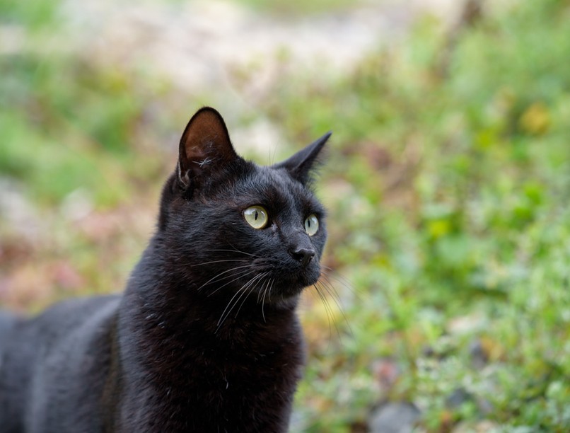 fekete macska, tűzoltó, macska, mentő