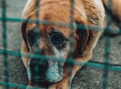 6 makacs tévhit az idősebb kutyák örökbefogadásáról – pedig gyakran ők a leghálásabb társak című cikk nyitóképe