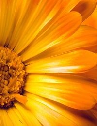 Gyógynövények – a körömvirág