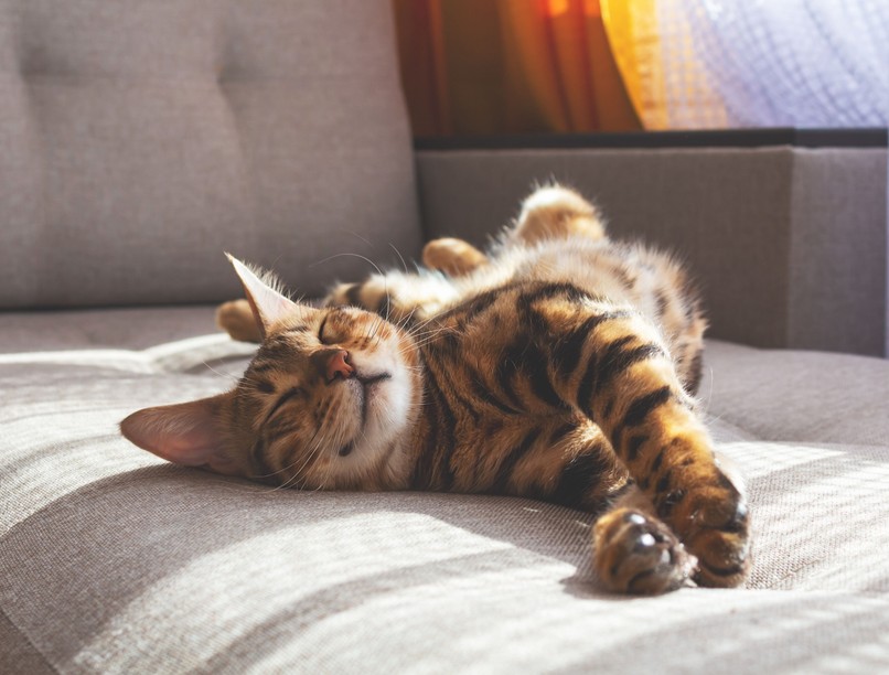 Itt a válasz, hogy vajon megoldást jelentenek-e a hipoallergén macskák a macskaszőr-allergiásoknak