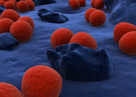 Faszén-kúra? Mi az igazság?