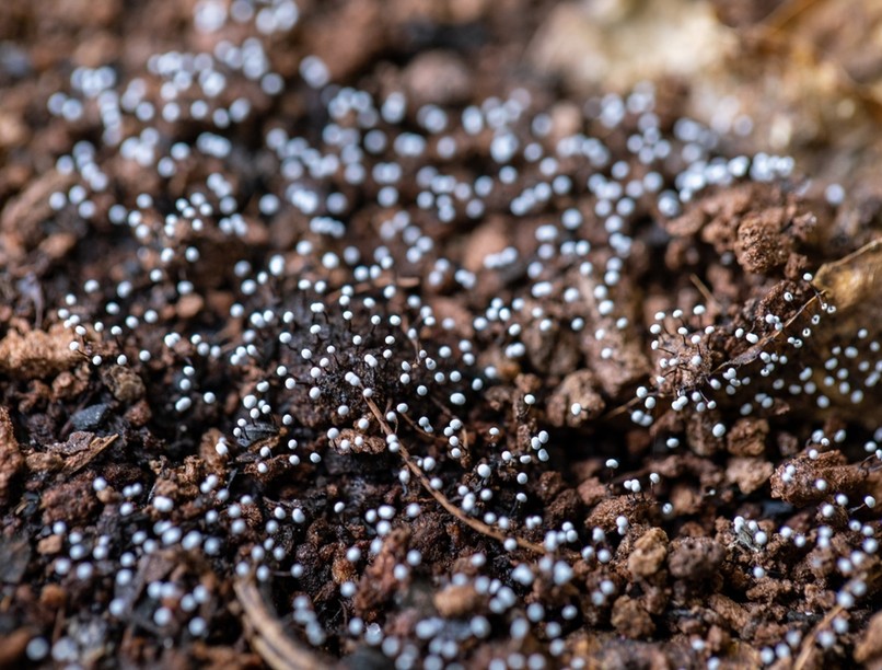 fitoösztrogén előnye hátránya rák csontritkulás, hőhullámok magas koleszterin ellen