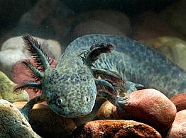 Az axolotl sejtjeivel - a rák ellen?