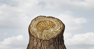  Ilyen hatással vannak bizonyos prebiotikumok az öregedő agyra 