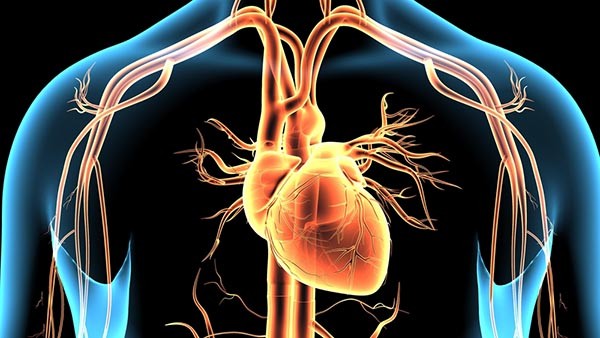 Az erek bonyolult rendszere behálózza testünket