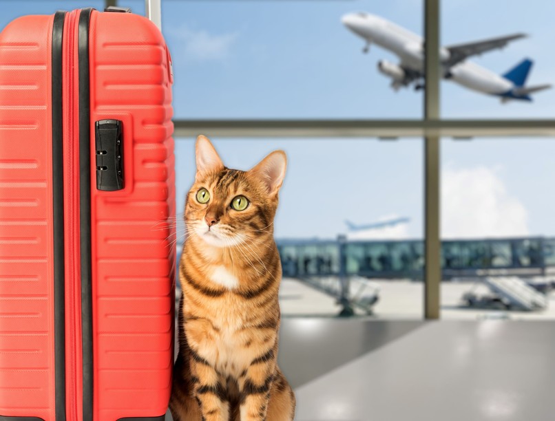 macska cica eltűnt hazatalál tájékozódás