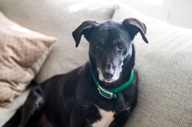 Sokan elkövetik ezt a hibát, pedig a kutyája élete múlhat rajta