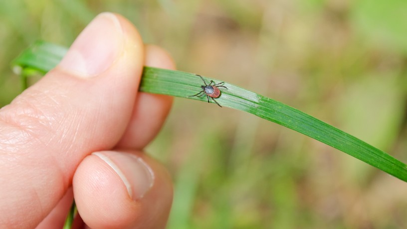 kullancs, vírusos agyhártyagyulladás, Lyme-kór, kullancscsípés