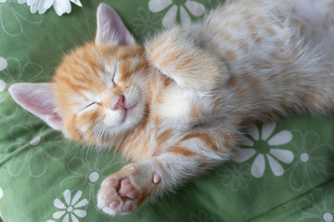 Így értelmezze macskája testbeszédét című cikk nyitóképe