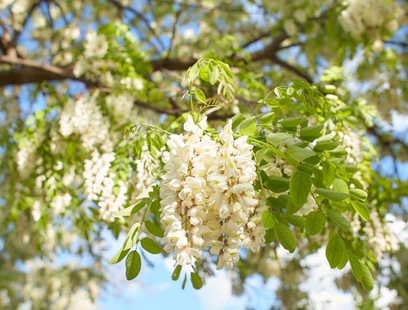 hírek kihalás veszélyeztetett faj