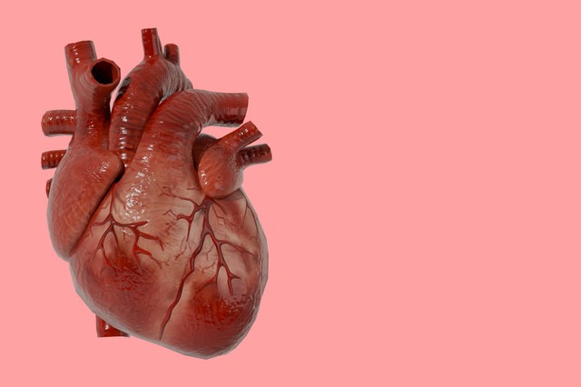 Miért nem hallunk szinte soha a szívrákról? Meglepő biológiai ok áll mögötte