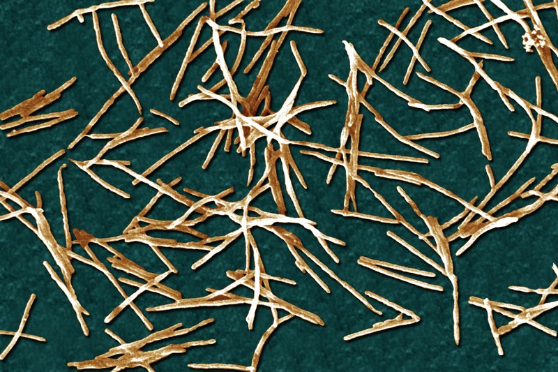 Több mint izgalmas, amit a rákos sejtekkel tesz ez a baktérium!