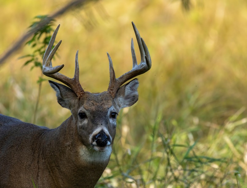 koronavirus, szarvas, antitest, omikron, covid, teszt