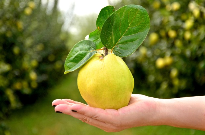 Mire jó a birsalma? Ebben bajnok az őszi betegségek legnagyobb ellensége című cikk nyitóképe