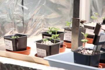 © Magyar Agrár- és Élettudományi EgyetemKihajtott mustárnövények holdtalajban a MATE Műszaki Intézetében Gödöllőn.