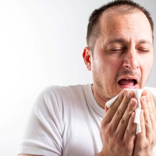 Egy gyógynövény, amelyhez sokan fordulnak a náthás napokon – de jóval többet tud ennél című cikk nyitóképe