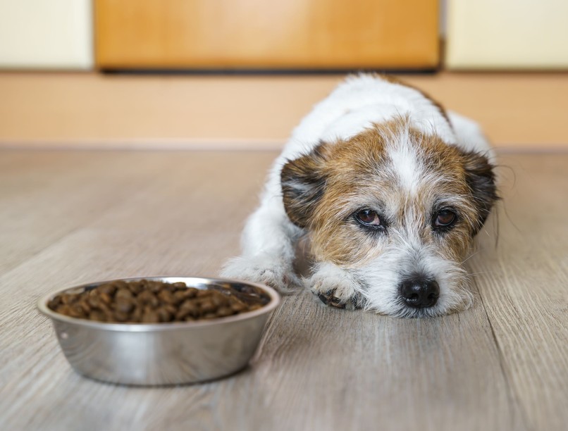 kutya fájdalom gazdi kutatás