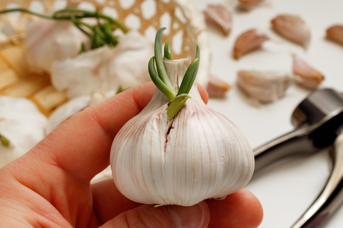 Mi történik, ha a fokhagyma kicsírázik - ki kell dobni, vagy meg lehet enni? című cikk nyitóképe