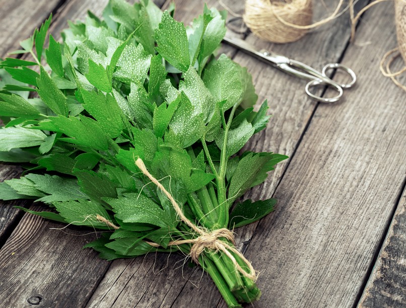 lestyán, gyógynövény, vesebetegség, vesekő