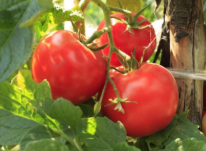 Ezért ajánlják annyira a szakértők a paradicsomot a szív védelmére, szívbajok ellen című cikk nyitóképe